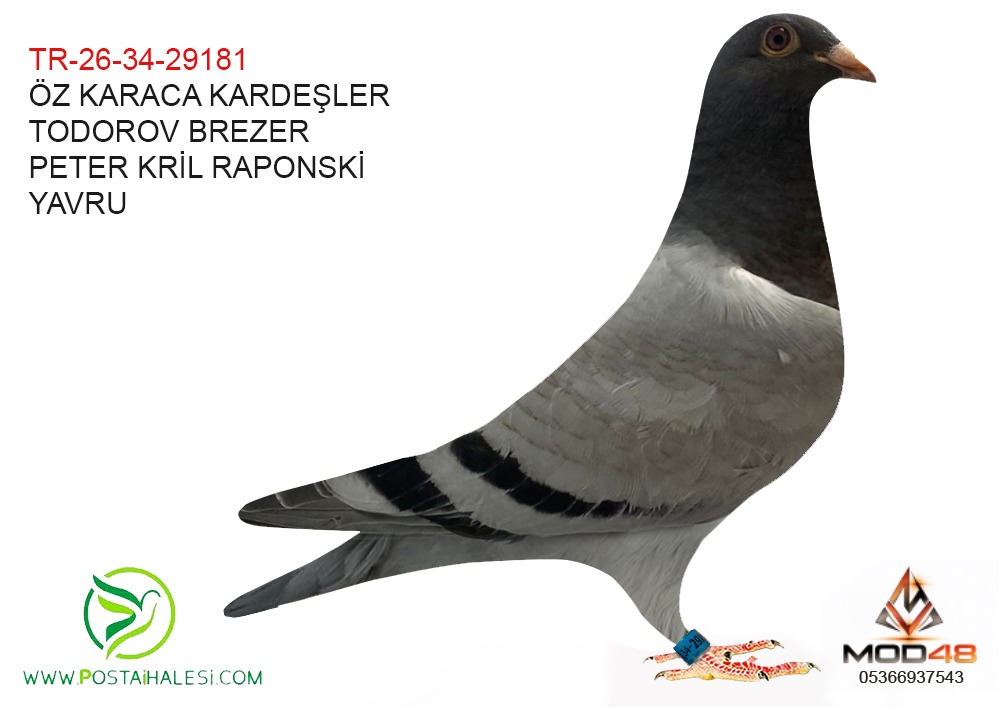 TR-26-34-29181 TODOROV BREZER & PETER KİRİL ROPONSKİ