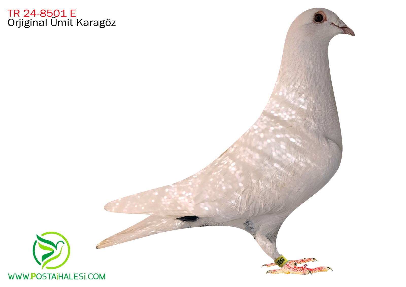 TR-24-80-8501  JOS THONE 