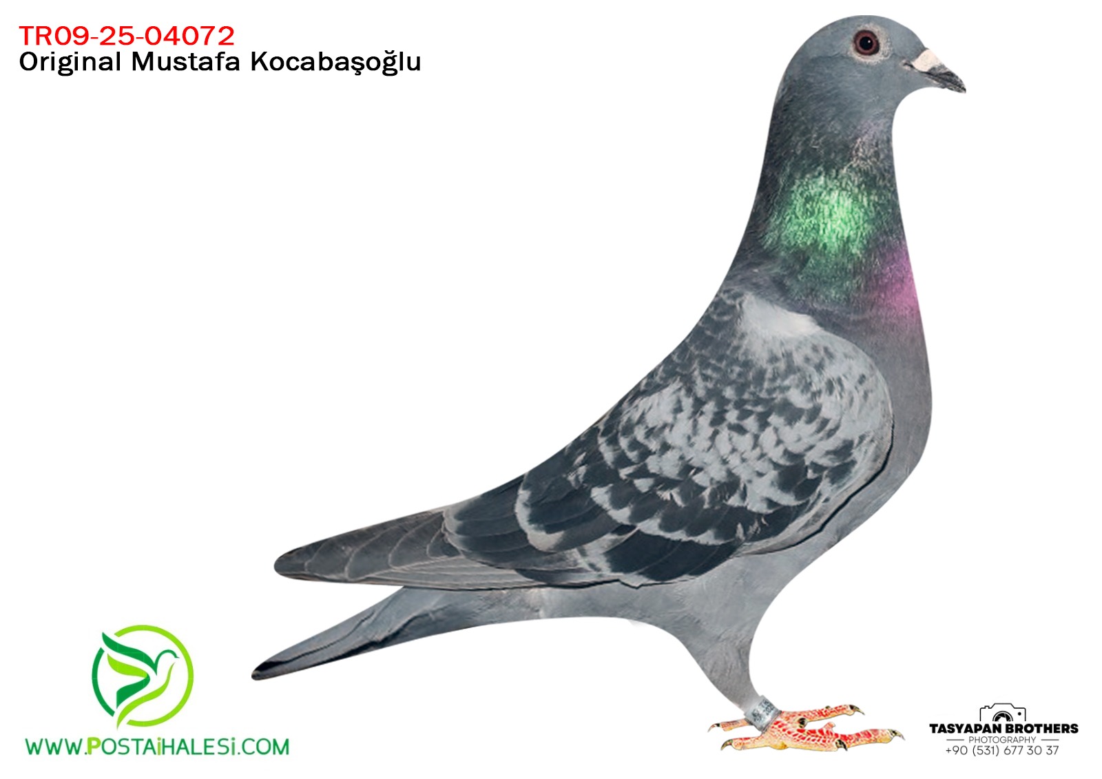 TR-09-25-04072 KOOPMAN&TADAROV&A KLAS