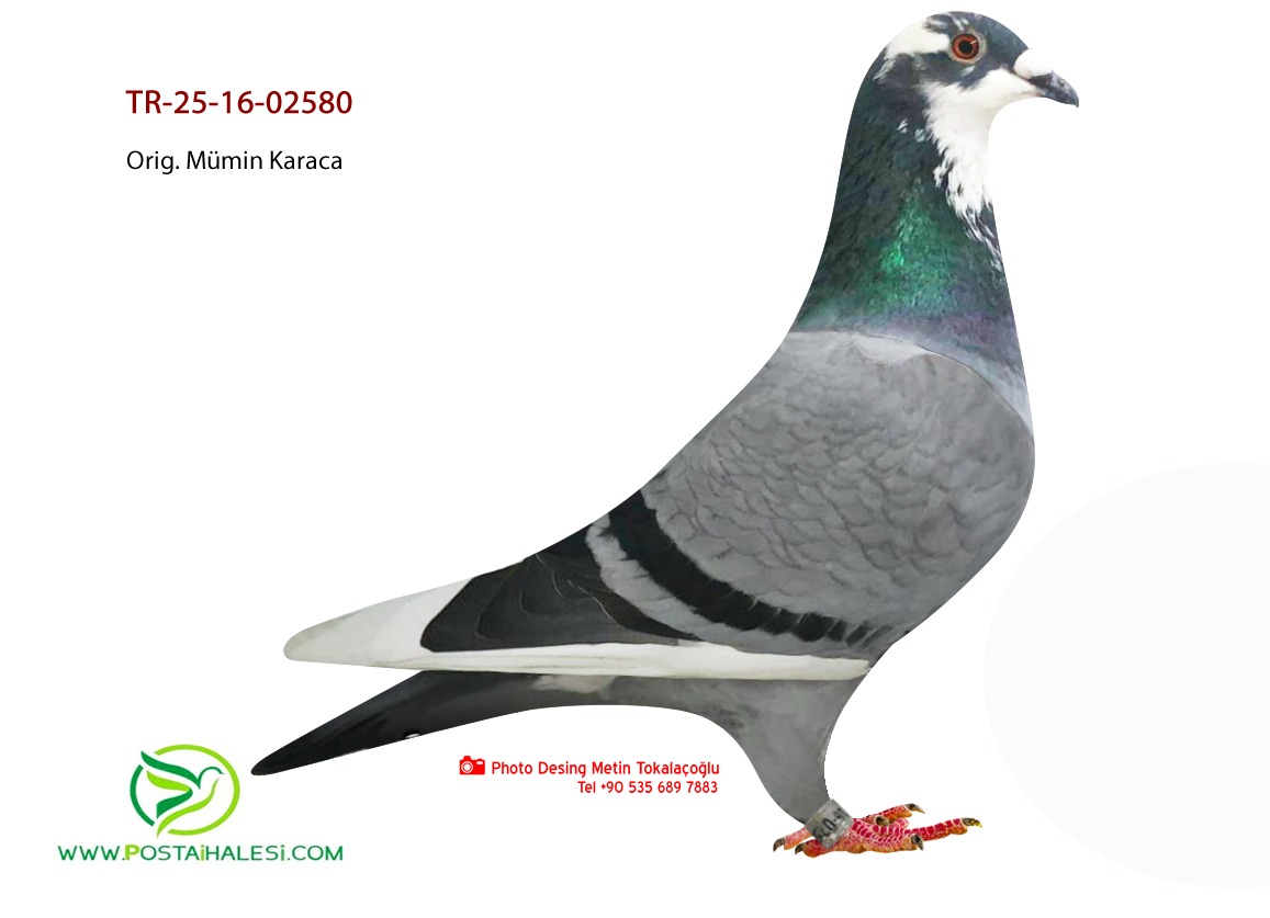 TR.25.16.02580  ORG. MÜMİN KARACA  DİETER SİEBERT BEST KİTTEL