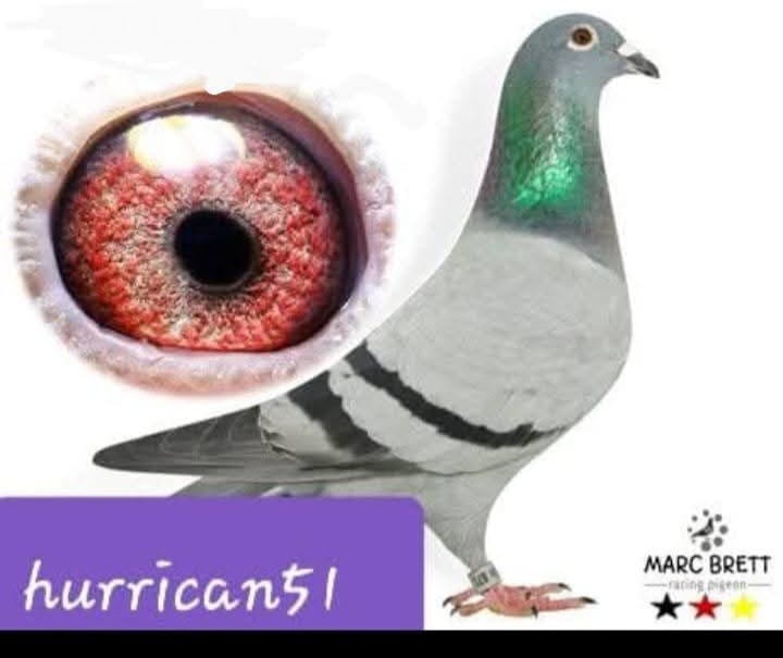 DV-02593-21-1195 HURİCAN 51