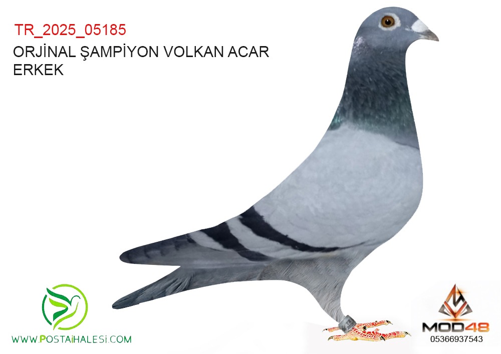 TR-25-05185 ORJİNAL VOLKAN ACAR