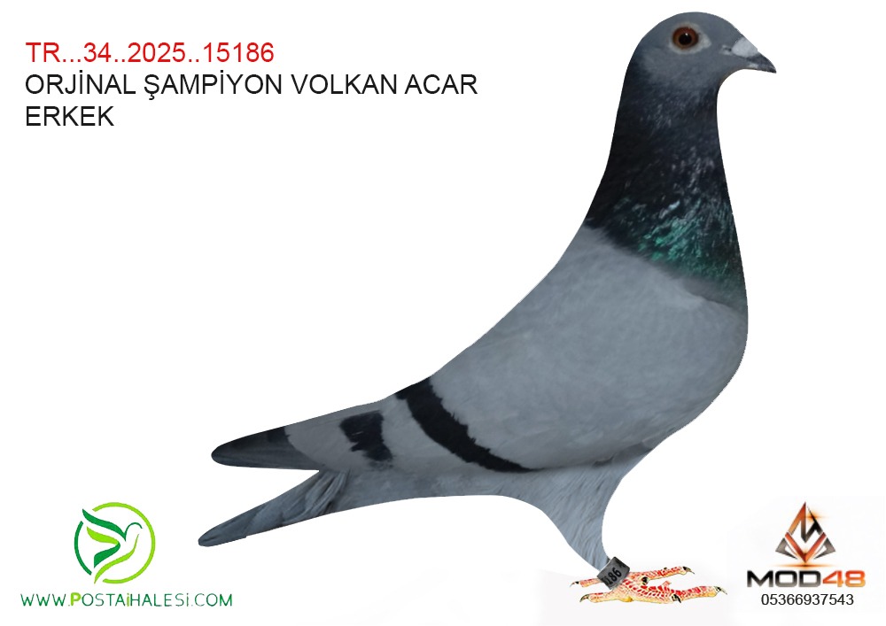TR-34-25-15186 ORJİNAL VOLKAN ACAR