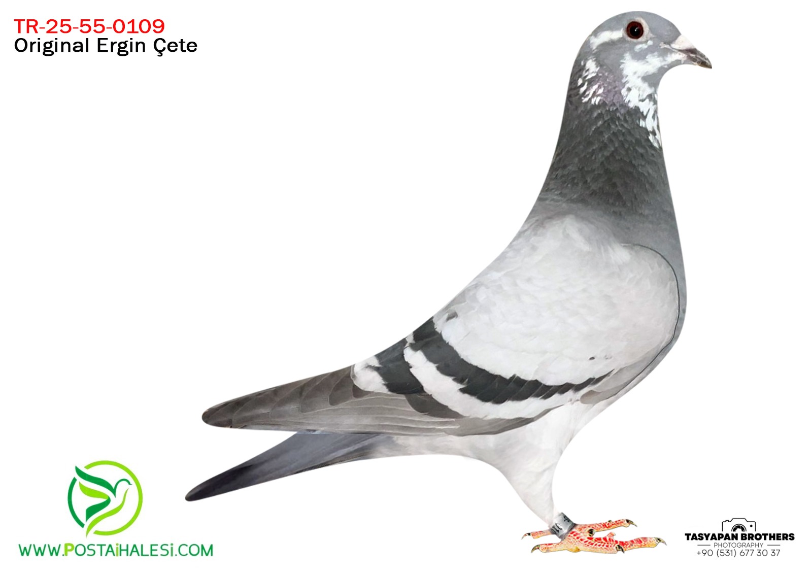 TR 25-55-0109 PORŞHE 911-KİTTEL-MR FANTASTİC