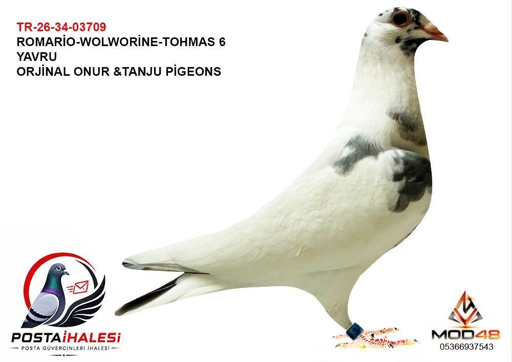 TR-26-34-03709  WOLWORİNE THOMAS 6 ROMARİO