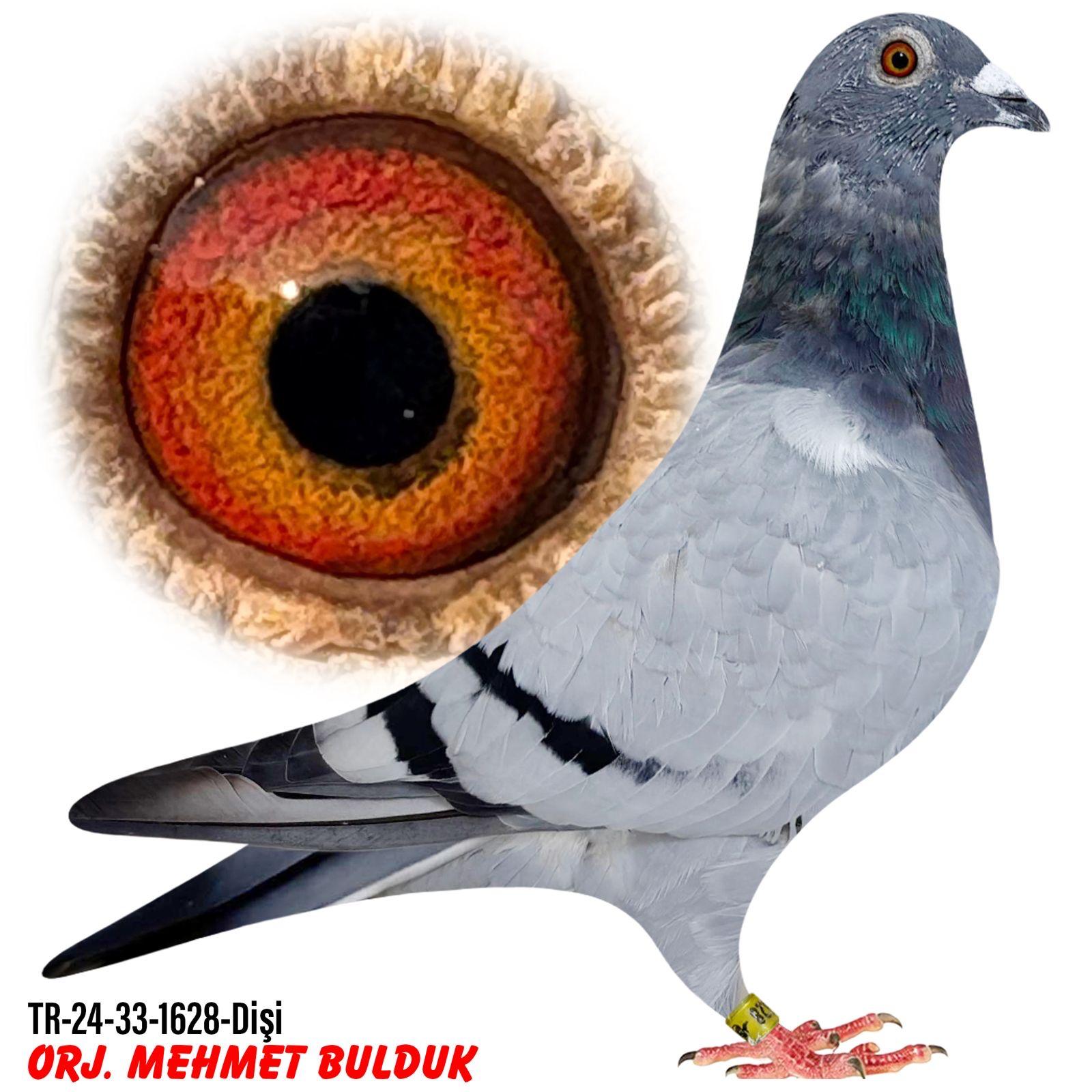 TR-24-33-1628  MEHMET BULDUK