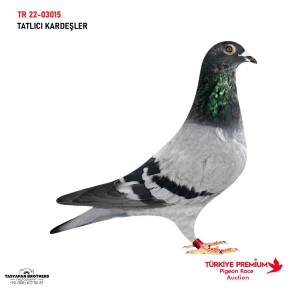 TR- 27- 22-03015 TATLIÇI KARDEŞLER