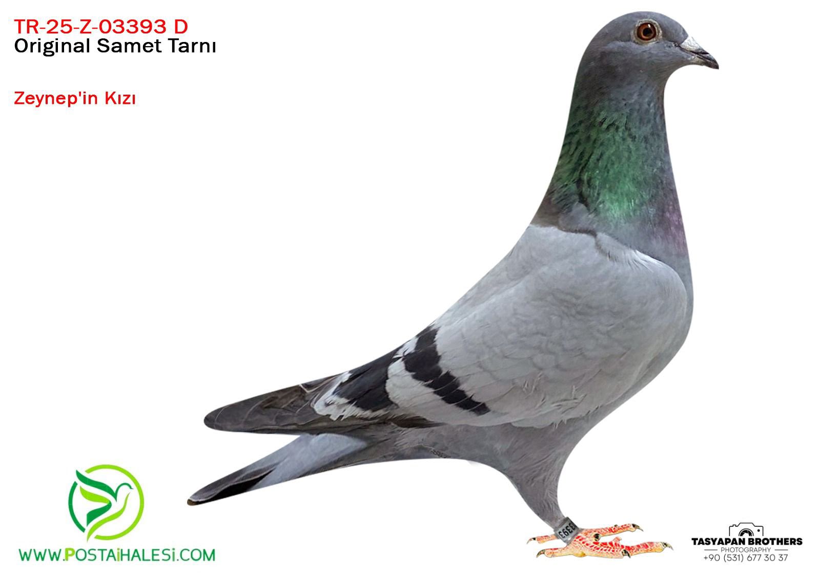 TR-25-Z-03393 SAMET TARNI