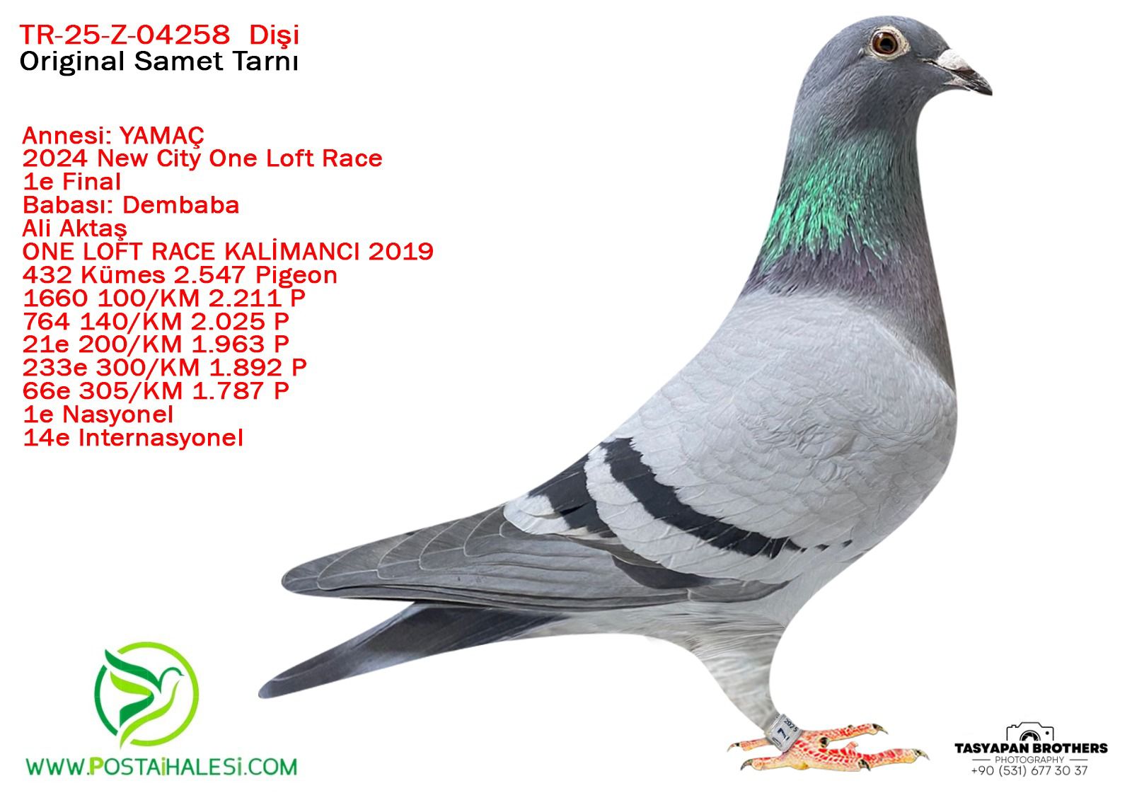 TR-25-Z-04258 DEMBABA& 1  ACE NASYONEL 14 İNTER NASYONEL ANNESİ YAMAÇ NEV CİTY FİNAL ŞAMPİYONU