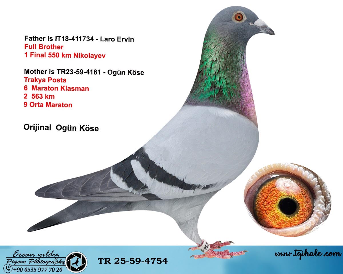 TR-25-59-4754 OGÜN KÖSE