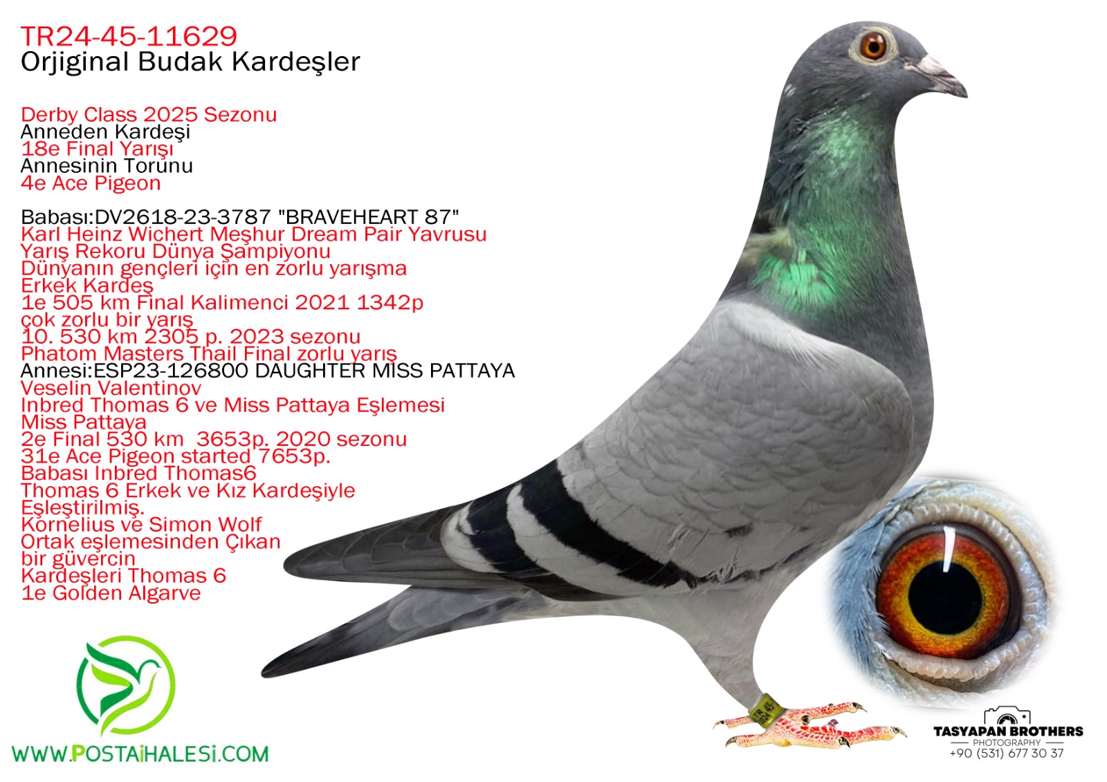 TR-2024-45-11629  ORG.BUDAK KARDEŞLER BRAVEHEART 1340 JOSEF- MİSS PATTAYA İNBERET THOMAS 6 TAM KARDEŞİ 500 KM 23 ACE 4 DERBY CLASS