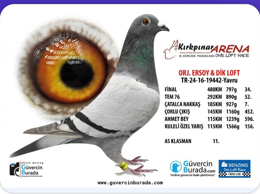 TR-24-16-19442  480 KM FİNAL 34 SUN CİTY PORŞCE 911 POCERFACE 