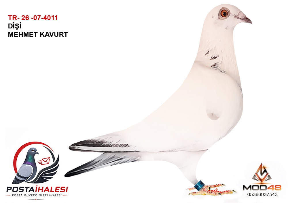 TR-26-07-4011 İNBREND WOLVORİNE-LUDO CLASENS