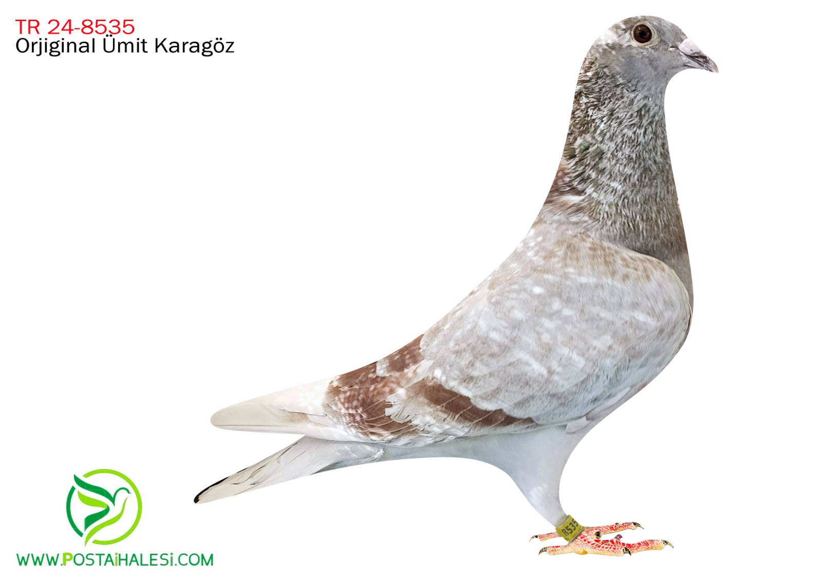 TR- 24-8535 % 100 KİTTEL