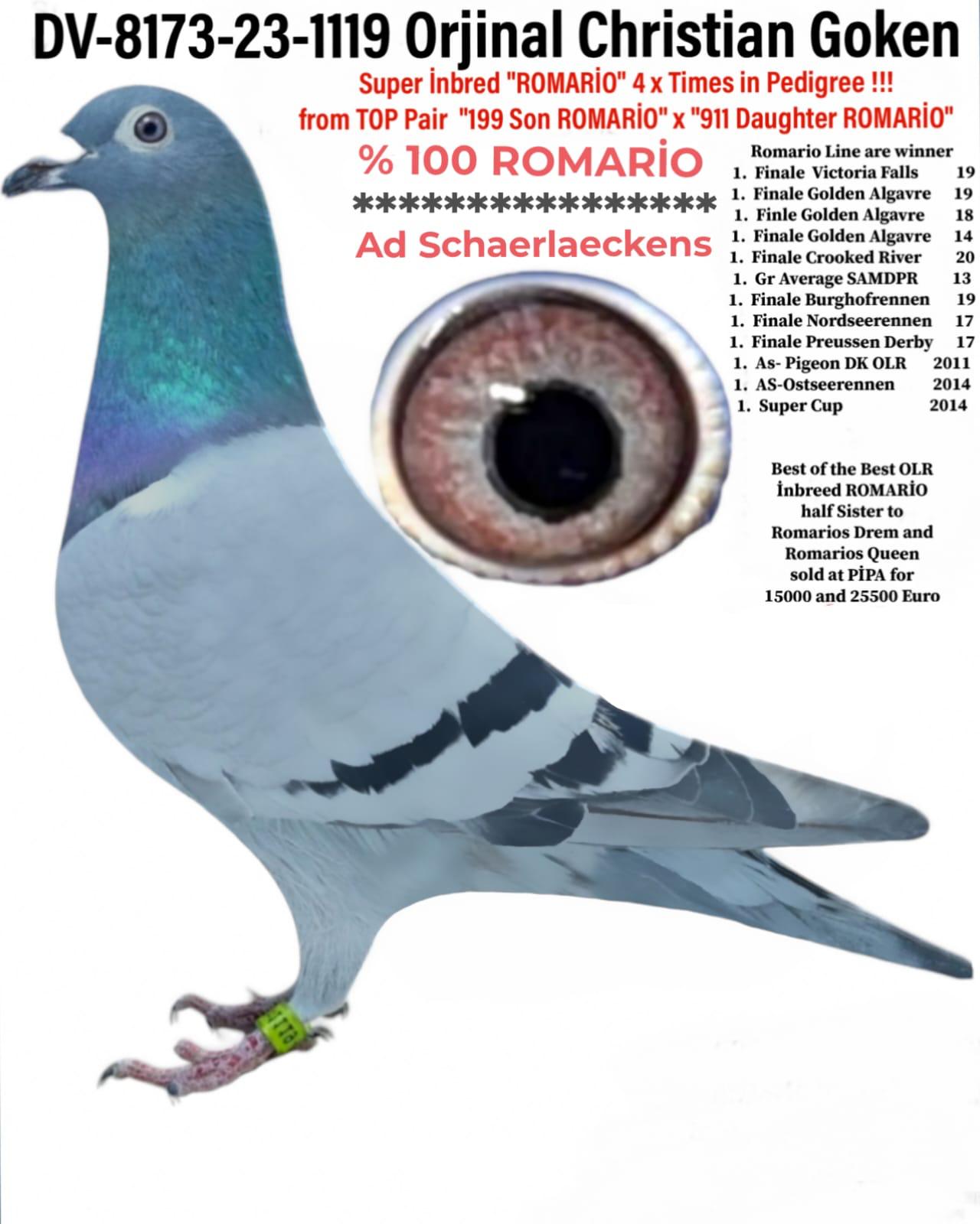 DV 08173-23-1119 İNBREND ROMARİO