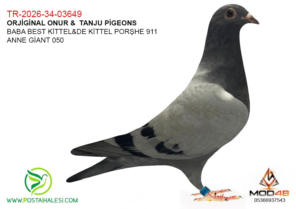 TR-26-34-03649--BEST KİTTEL DE KİTTEL PORSCHE911 GİANT 050