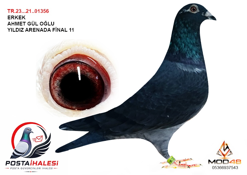 TR-23-21-01356 FİNAL 11  AHMET GÜLOGLU