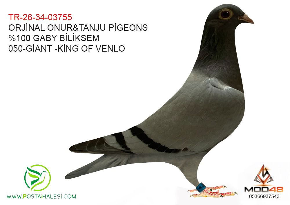 TR-26-34-03755 % GABY BİLİKSEM-050 KİNG OF VENLO